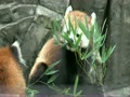 レッサーパンダ　笹を食べるアン