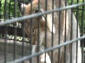 羽村市動物公園　シベリアオオヤマネコ　チップ