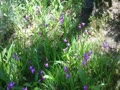 自宅の庭の紫蘭が見ごろ.mp4